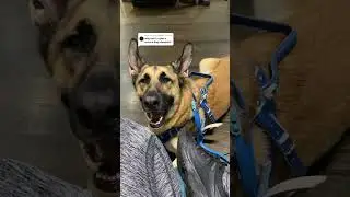 #WorkingDog #ServiceDog #germanshepherd