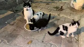Stray Mother Cat Brings All Her Kittens to Eat