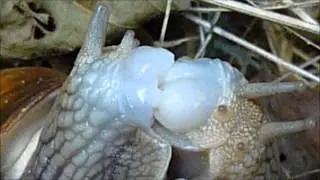 snails & dart love