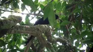 Birding and bird photography tour Thailand,Wild BIrd Eco Tour