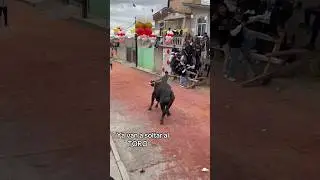 Ya van a soltar al TORO #shorts #shortsvideo #torosbravos #toros2026 #shortvideo #short