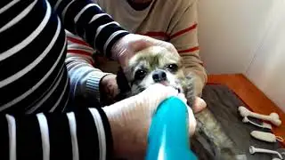 EmmiPet hammashuoltoa koirille Espanjassa!