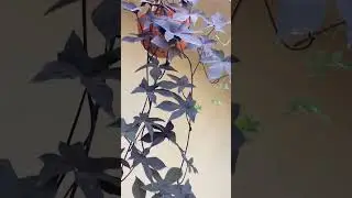 Sweet Potato vine | Hanging pot | Easy to grow