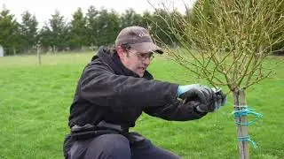 Tips for Pruning and Staking Your Standard Rose | The Plant Store