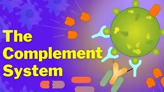 The three pathways of complement activation: classical, lectin, and alternative pathways.شرح