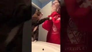 Cat's Bridal Makeup 💄😺#shorts #cat #funny