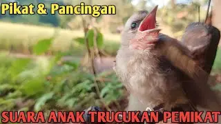 Suara Pikat Trucukan Anakan trucuk minta makan ampuh