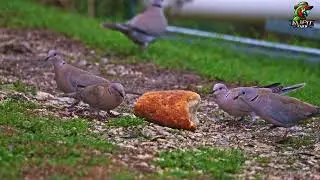 Relaxing Collared Doves Eating Peaceful Bird Sounds for Stress Relief #birds #rilaxing #collared