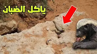 غرير العسل ياكل الضبان في السعوديه