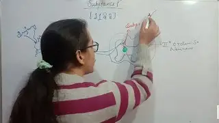 Substance P |  A neuropeptide | As a neurotransmitter | As a neuromodulator