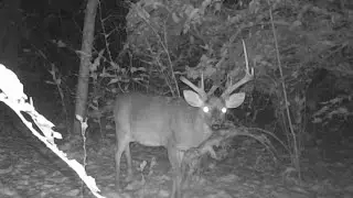 Trail Cam Tuesday. December 23rd, 2025
