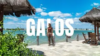 GALOS no Rio Grande do Norte em 01 dia
