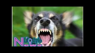 Ontario man howls at neighbour&rsquo;s home to protest excessive dog barking