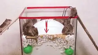How to make Homemade Mouse Trap with Balloon🐭 Best Homemade Mousetrap Idea |DIY Mousetrap #mousetrap