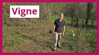 Grapevines: Pruning, Diseases, and Varieties | Tips from Vincent (Queue de Pelle Micro-farm)