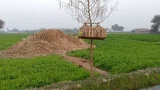 teetar ka Awaz teetar ki voice donon Ki Awaaz #dakhni #teetarawaz #birds #vairalvideo #plzsupport 
