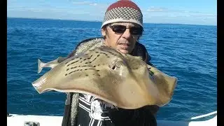 Fishing Perth WA Fiddler Ray and King Wrasse Caught at Three Mile Reef