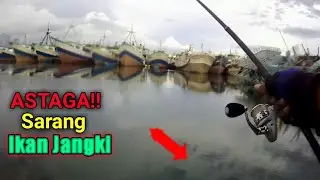 Mancing Di Benoa Bali Ketemu Sarang Ikan Jangki