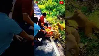 Monkey Tries Banana for the First Time 🦥🍌|| MonkeyFeeding | ViralAnimals | Bananalover