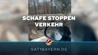 Schafe stoppen Verkehr in Oberfranken: Geduld auf der Landstra&szlig;e