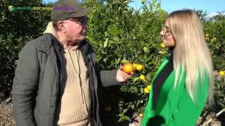 Arance rosse di Sicilia più piccole ma sempre buone