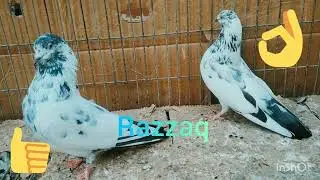 Fakir Gul kabutar ka shauk Karen kanta Kash