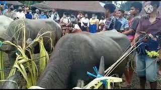 Seruu..!!!!Penyerahan Hewan Ditempat Duka Kampung Pasukan Dengan Cara Adat.