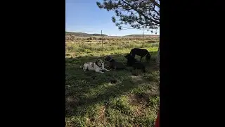 You Won't Believe How Fast These Dogs Run!
