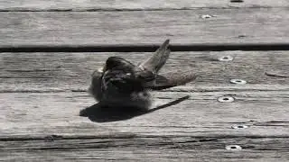 Welcome Swallow 50