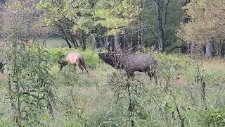 Elk Rut 2025