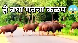 गव रेड्यांचा कळप भर रस्त्यात / wild baffello/India Gawa bison/ Durgmanwad Road Radhanagari/Dhamud /