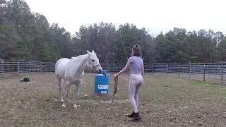 Piaffe training Pt. 2