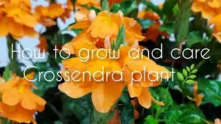How to grow and care crossendra or firecracker plant||✅️Crossandra plant की देखभाल कैसे करें।#plants