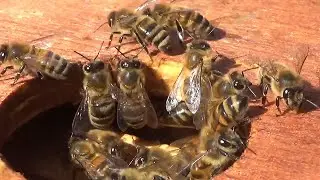 First honey super of the season