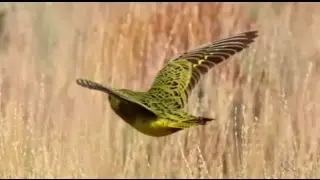 The call of the night parrot