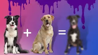 Border Collie & Labrador Retriever
