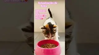 #perros #Dogs #gatos #cats