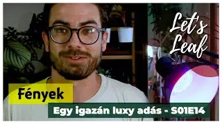 Szobanövények világítása | Milyen növények bírják a sötétet?