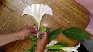 Dissection &Taxonomy of Datura #solanaceae  #class11biologyncert