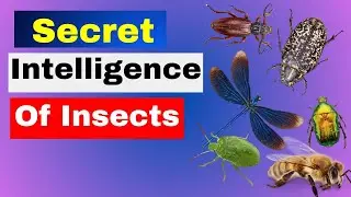 The Hidden Genius of Insects: Are They Smarter Than We Think? #animalsurvivalskills