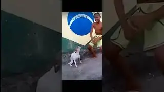 CACHORRO DAN&Ccedil;ANDO COM MENINO 😂😂😂! #shorts #meme #viral