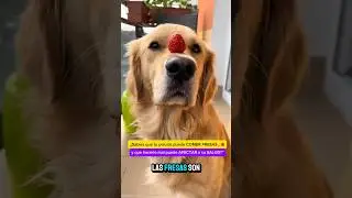 &iquest;Pueden los Golden Retriever comer fresas? 🍓 Beneficios, riesgos y c&oacute;mo d&aacute;rselas bien