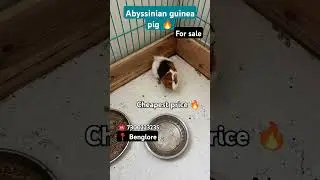 Abyssinian guinea pig for sale 🔥 in benglore #benglore #pets #guineapig #shorts #cute #ytshorts #new
