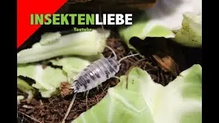 ❌Assel Haltung | Komplettpaket