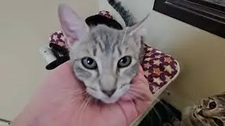 Shelter Kitten Umiko Wants Attention on HER Not New Roommates Ivy & Isla! [REAL]