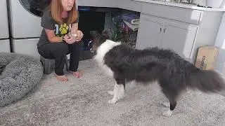Nitro Crate Tutorial for Claudia