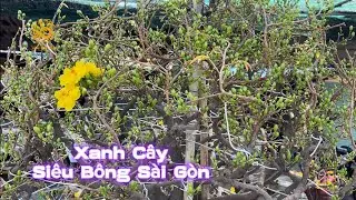 💥Siêu bông Sài Gòn nở “Xanh Cây” ở Vườn Mai Phương Bình|Vùng Đất Rồng 
