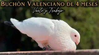 Buchón Valenciano de 4 meses en Vuelo y Trabajo 🕊️ 😍 Goliat: Un palomo con un desarrollo increíble