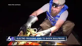 Idaho Fish and Game zapping invasive bullfrogs in north Idaho
