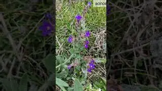 Дикие цветы 9 ноя Садоводство Wild flowers Ukraine